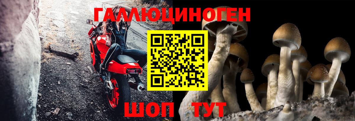 Гусев  Псилоцибиновые грибы мицелий  Вход с VPN 